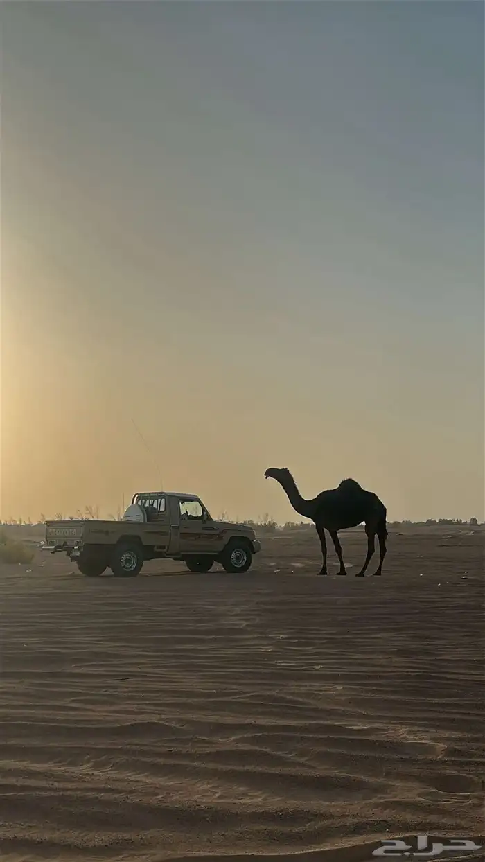 سحجوج للبيع 2