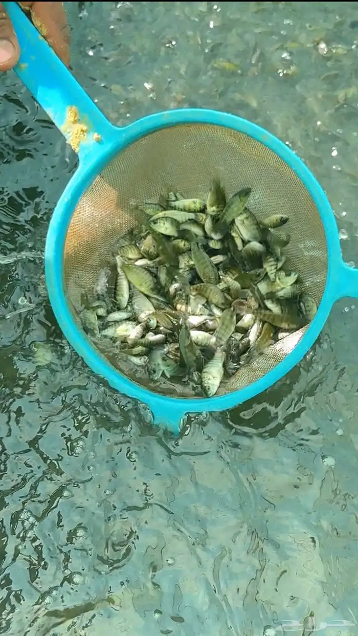زريعة سمك بلطي نيلي واصباعيات 1