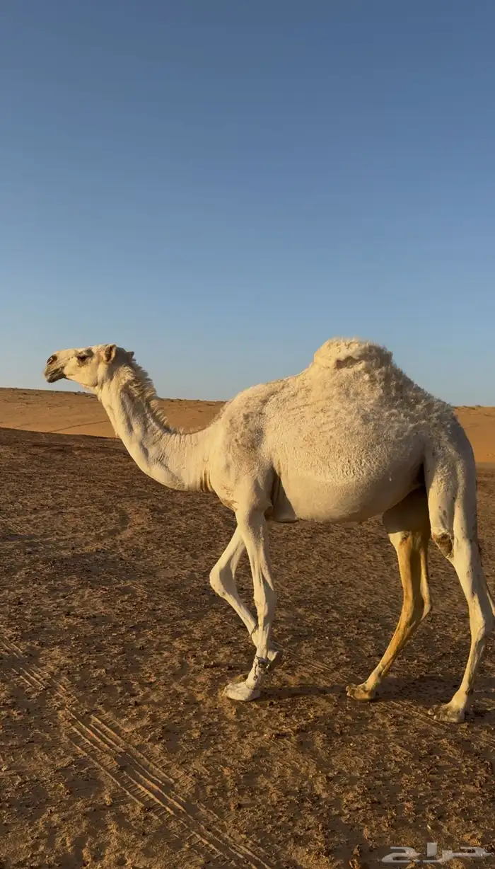 للبيع خلفات وقعدان وبكار 2