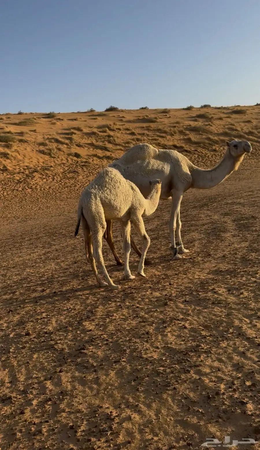 للبيع خلفه معها قعود 0