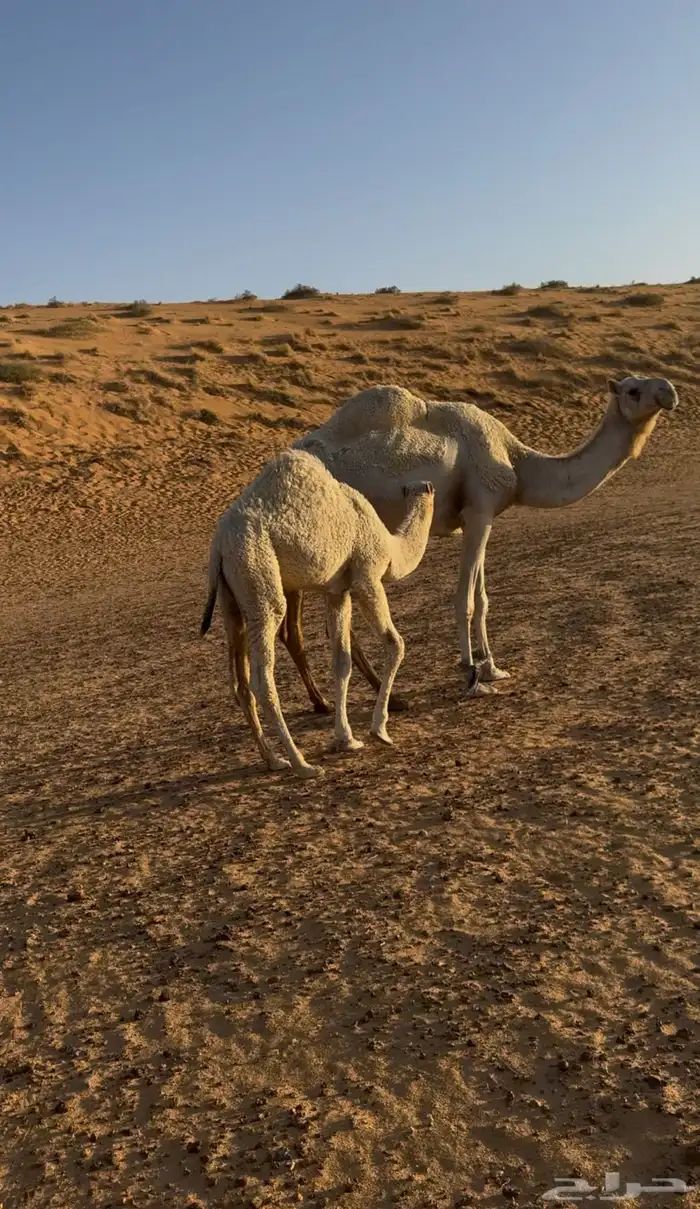 للبيع خلفات وقعدان وبكار 4