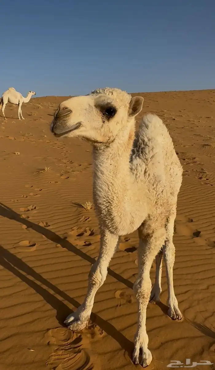 للبيع خلفه معها قعود الخلفه طيبه بالحيب 1