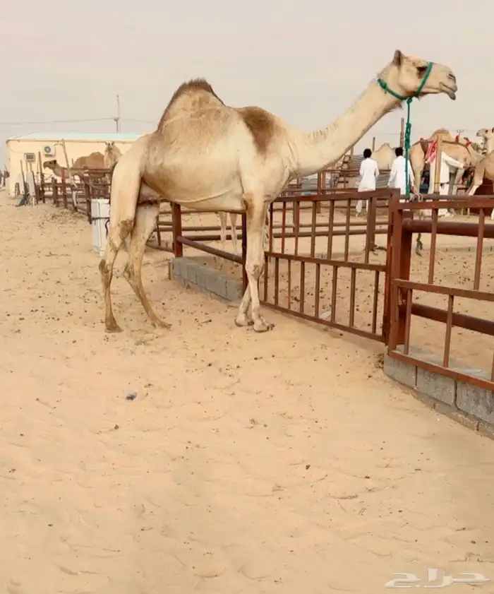 خلفه نوعيه 0