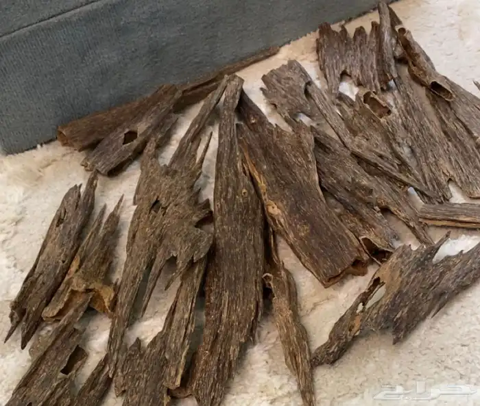 عرض ممتاز. عود ناجالاندي. دبل عالي 3