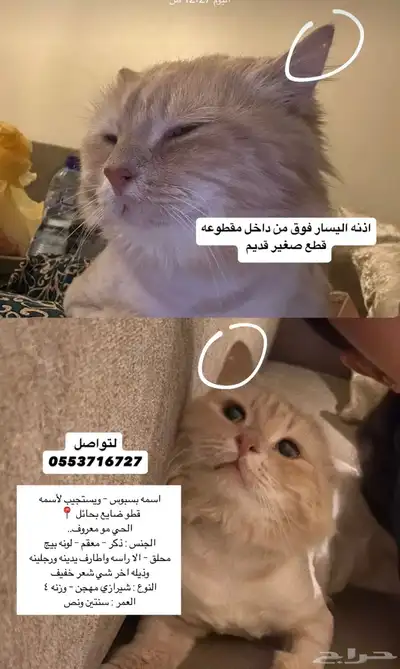 قط مفقود اللي يحصله يتواصل مع الرقم 1