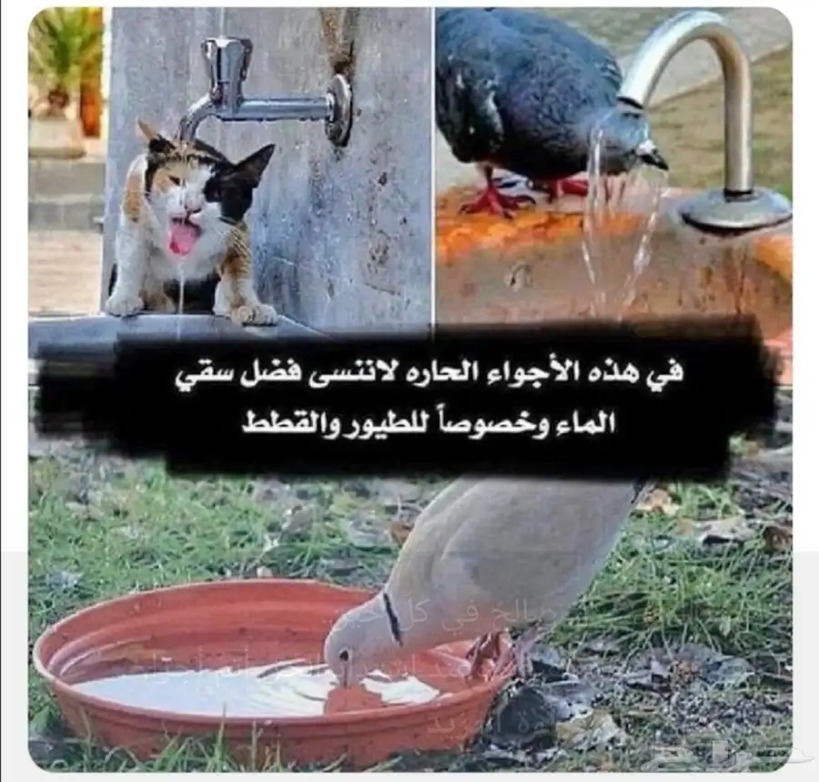 طيور مواشي دجاج حمام بط قماري قط 0