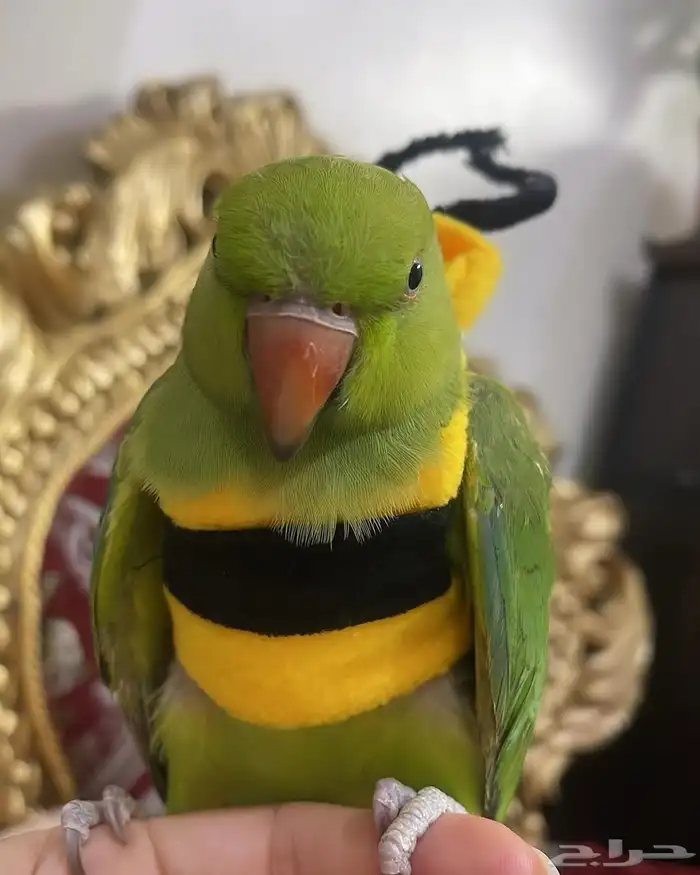 للبيع ببغاء درة الاليف 2