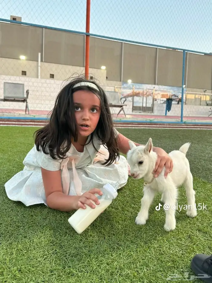 ماعز قزم للإيجار اليومي 3