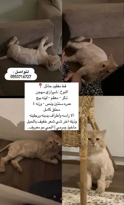 قط مفقود اللي يحصله يتواصل مع الرقم 0