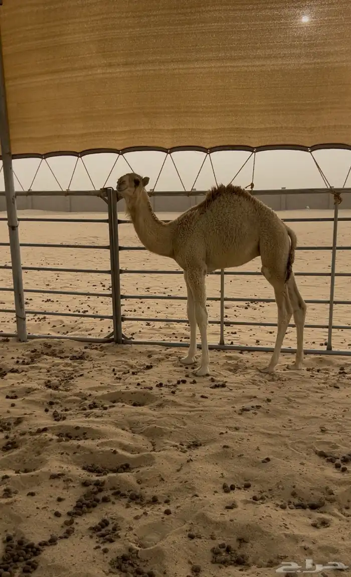 للبيع قعود طيب العمر اربع شهور. 1