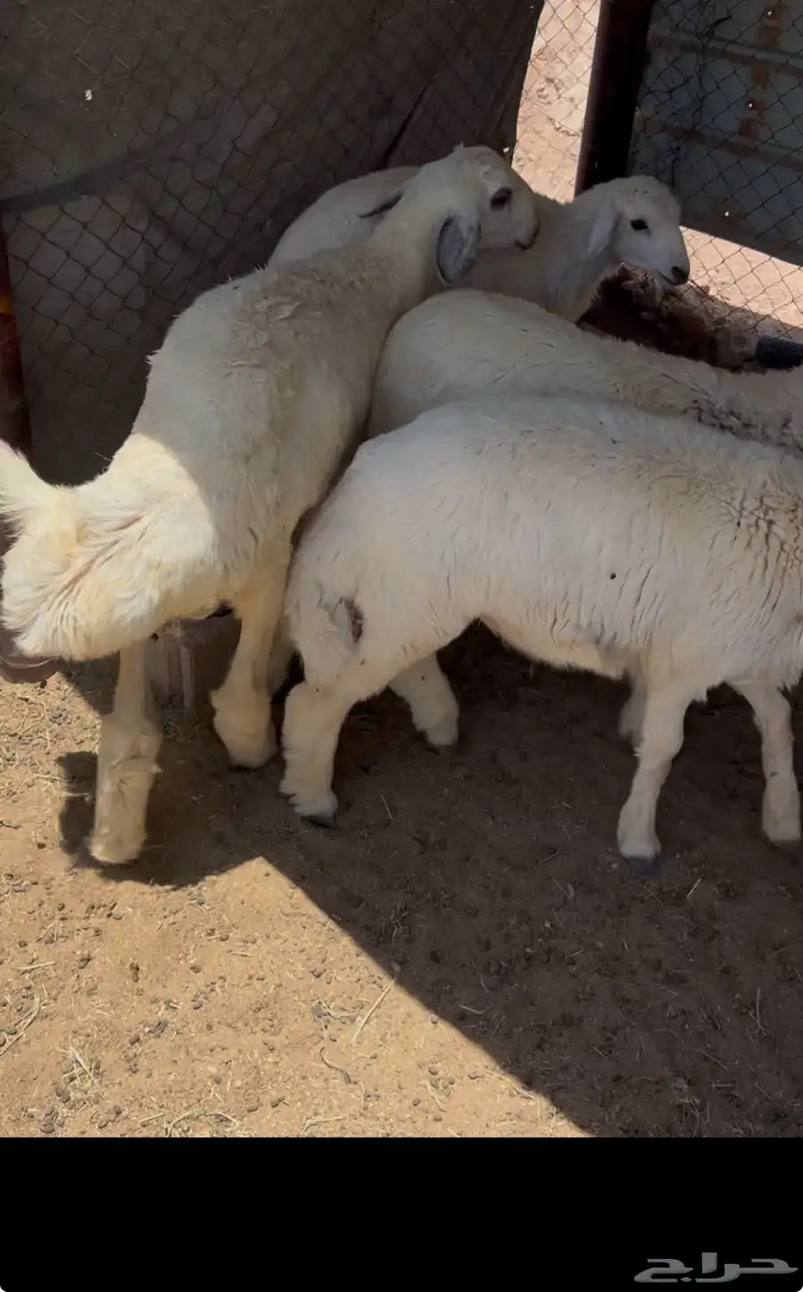 ذبايح للبيع 1