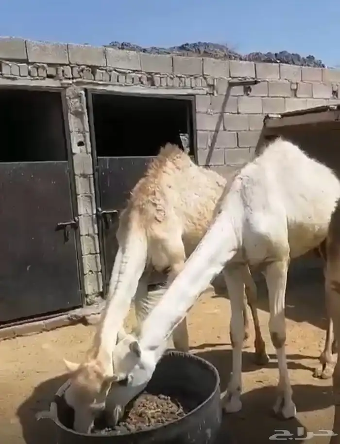 قعدان للبيع 3
