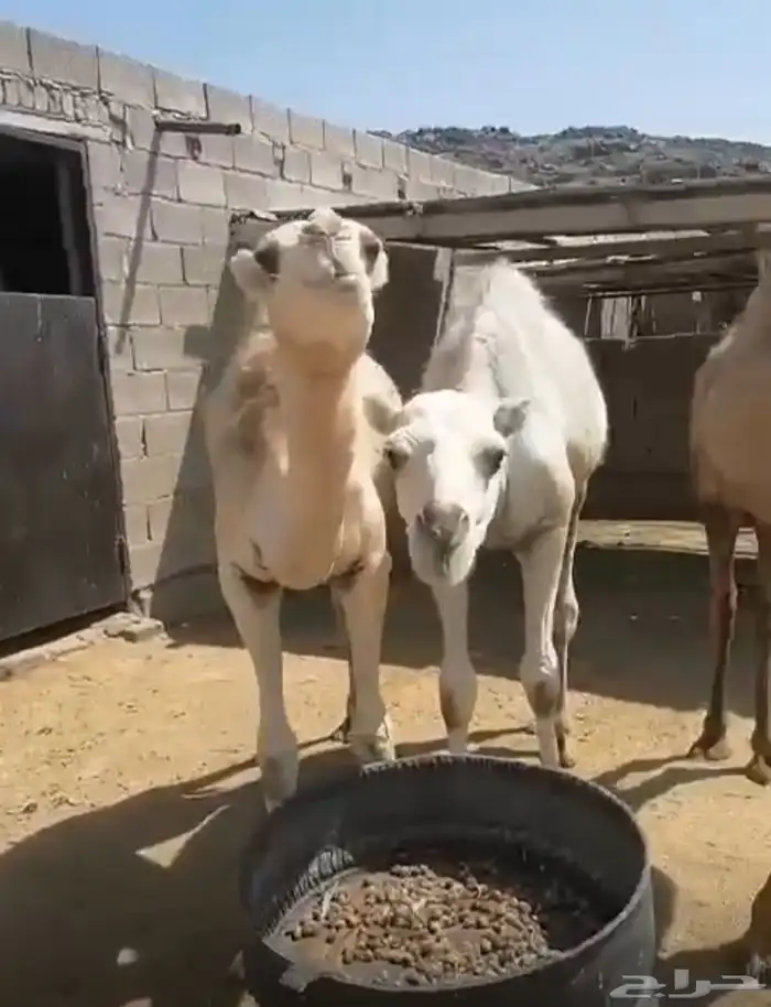 قعدان للبيع 0