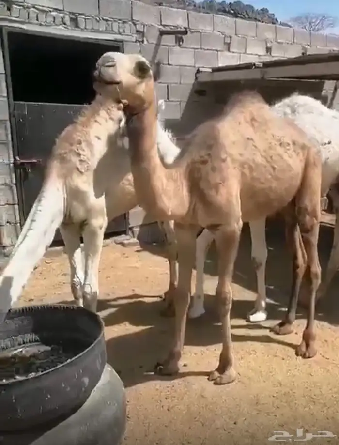 قعدان للبيع 4