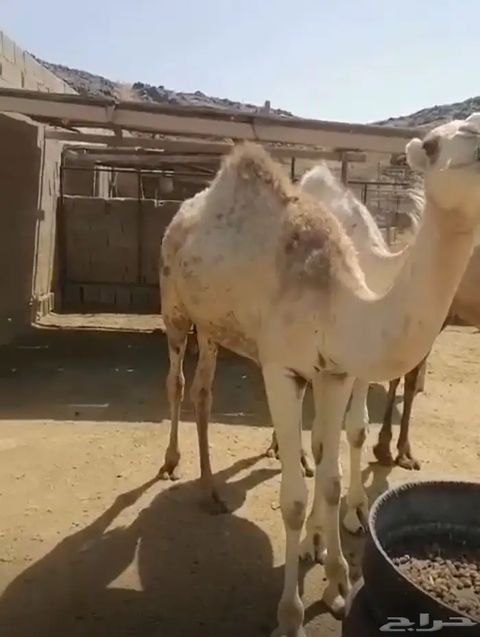 قعدان للبيع 1
