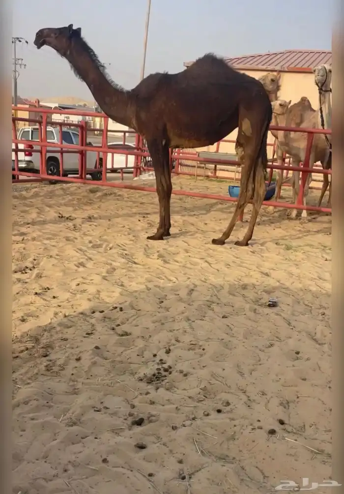 بكره 0