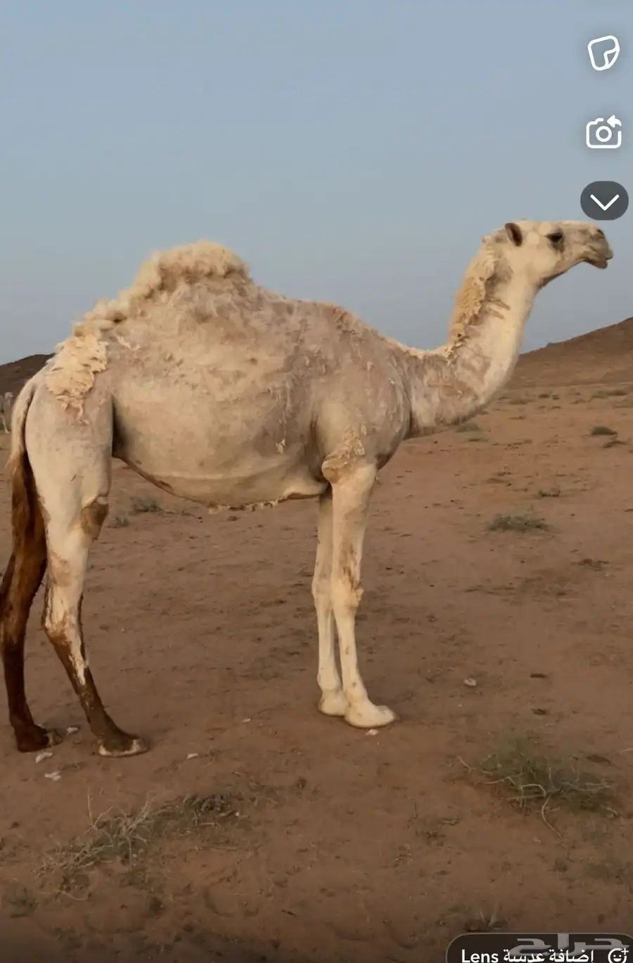 بكره العمر جذعه البكرة سليمة شرط اللقاح ست شهور على البعير 2