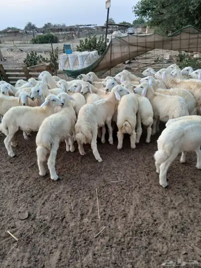 طليان نظيفه تربيه من المراح مقفله شحم 2