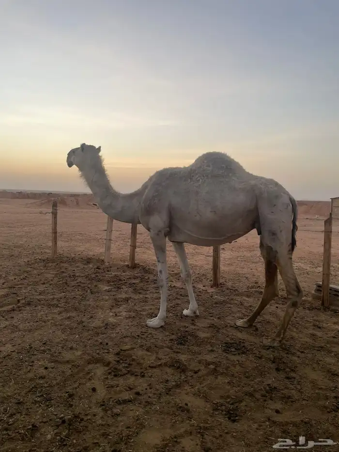 شقحه لقحه 1