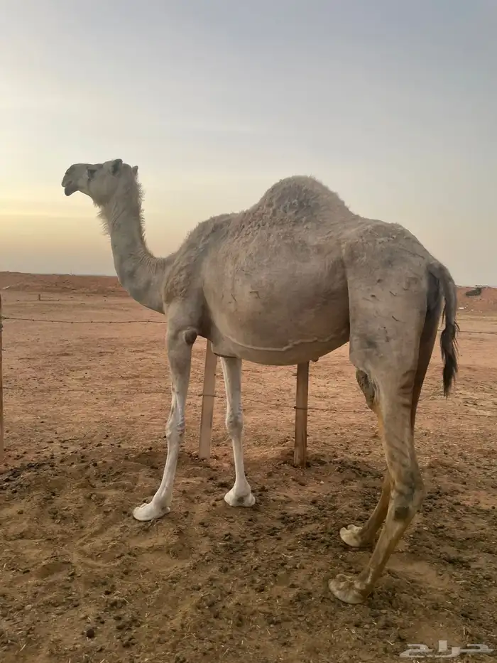 شقحه لقحه 2