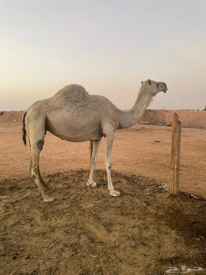 شقحه لقحه 3