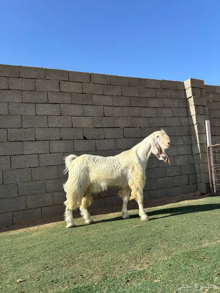 تيس مطور فاخر 0
