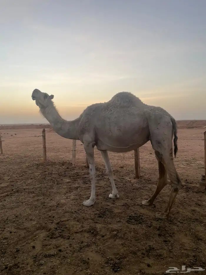 شقحه لقحه 0
