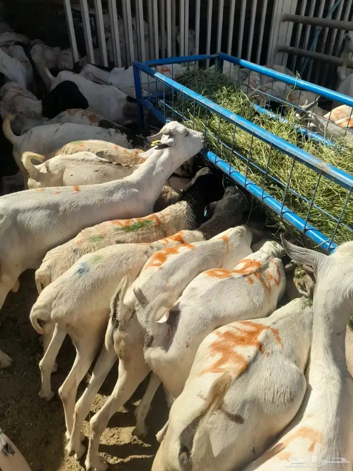 برابر تيوس سواكن نعيمي 3