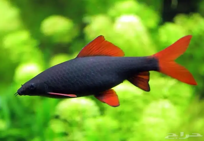 سمكة   Epalzeorhynchos bicolor 0