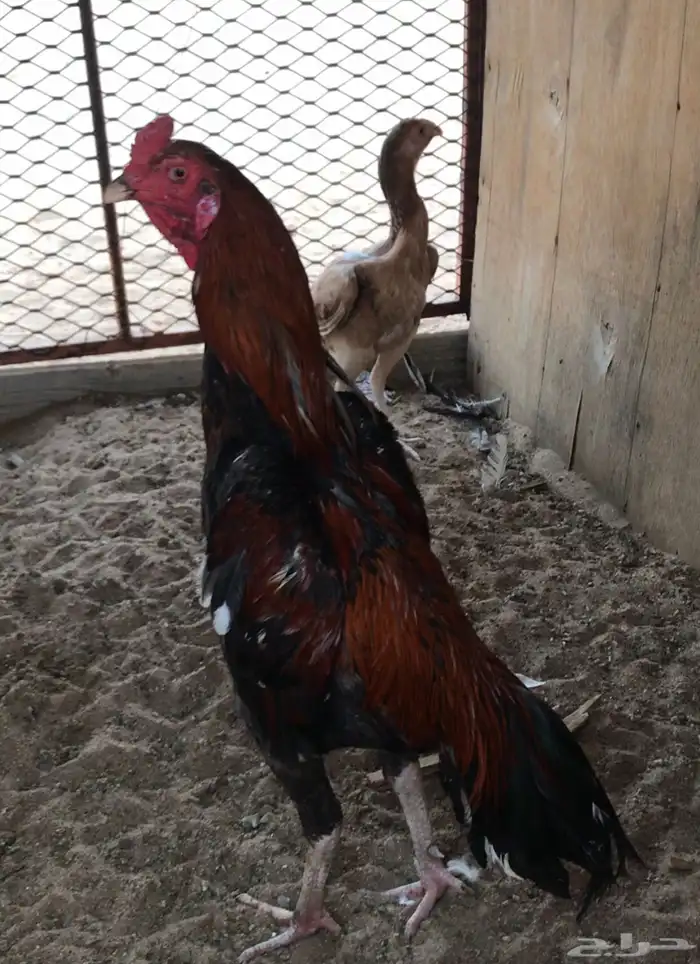 جوز سندي فاخر 1