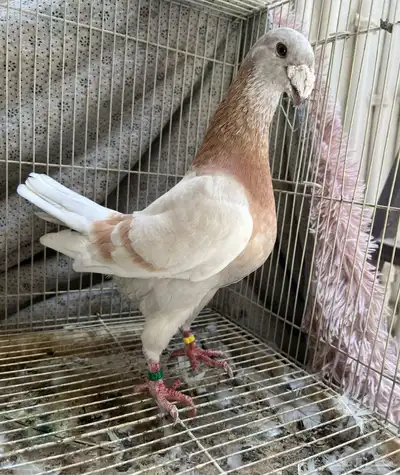 حمام 5
