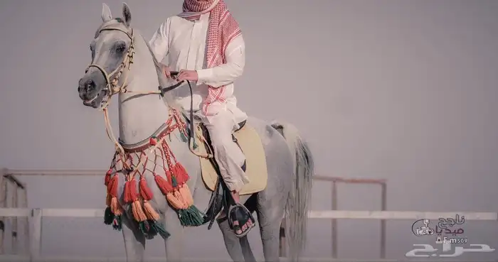 خيل عربي اصيل 3