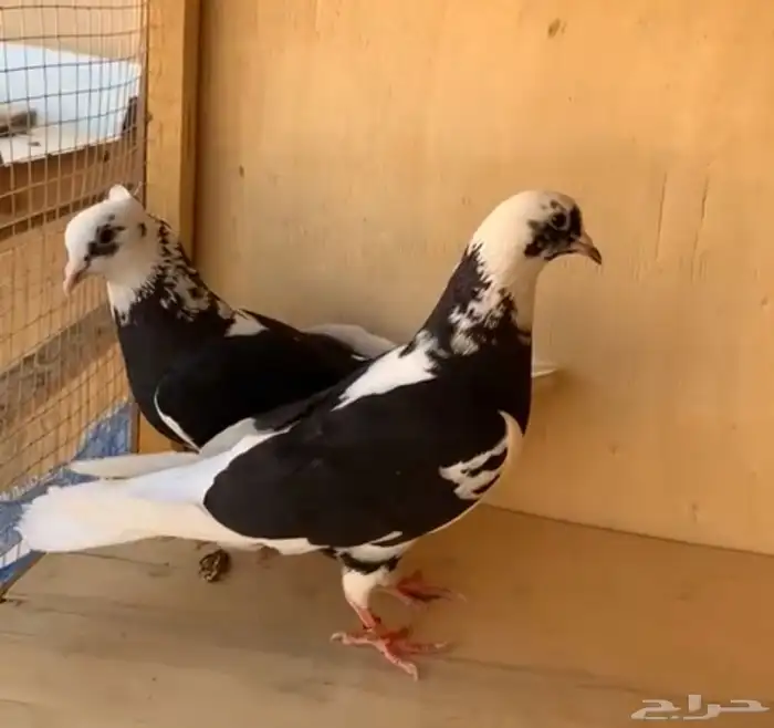 جوز قطايف درع 2