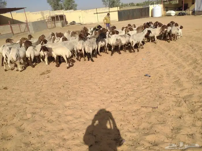 غنم نعيم مراح واحد عدد 70فيه مواليد 0