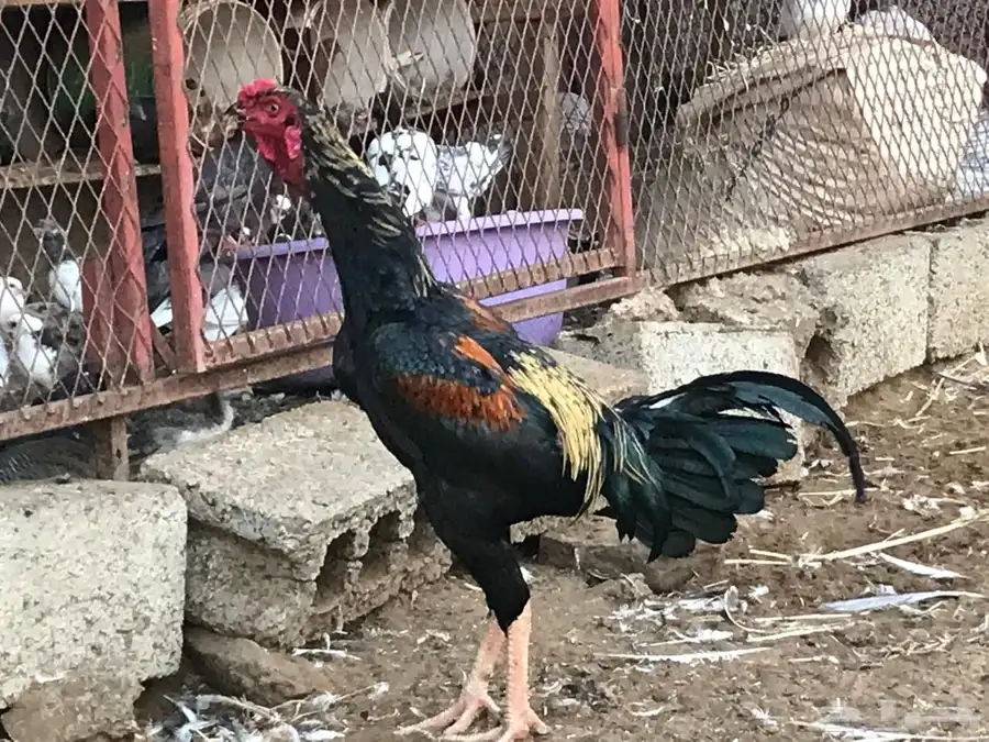 للبيع دجاج سندي 0
