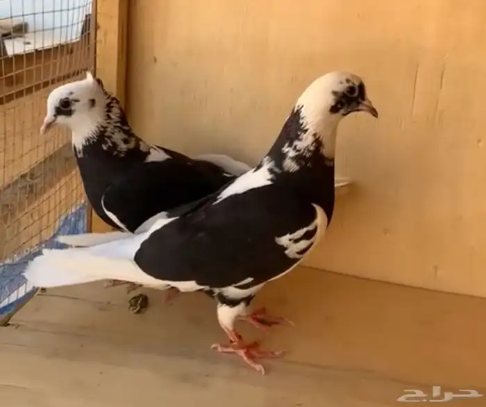 جوز قطايف درع 0