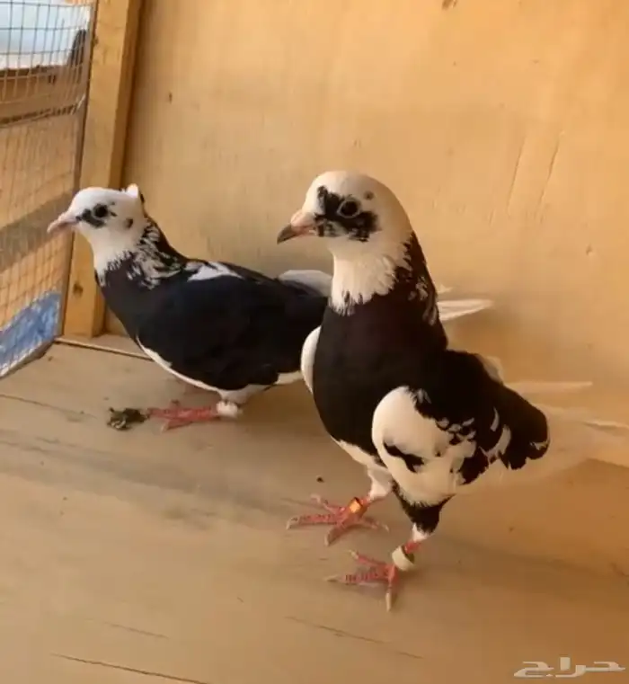 جوز قطايف درع 8