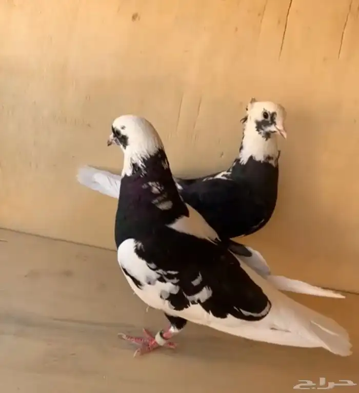 جوز قطايف درع 3