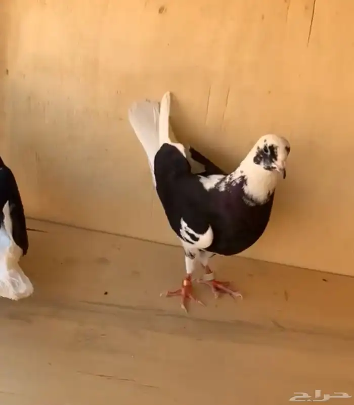 جوز قطايف درع 9