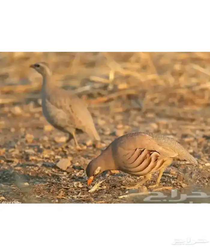 طيور حجل ازواج 1