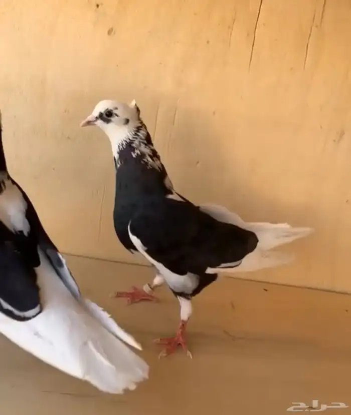 جوز قطايف درع 5