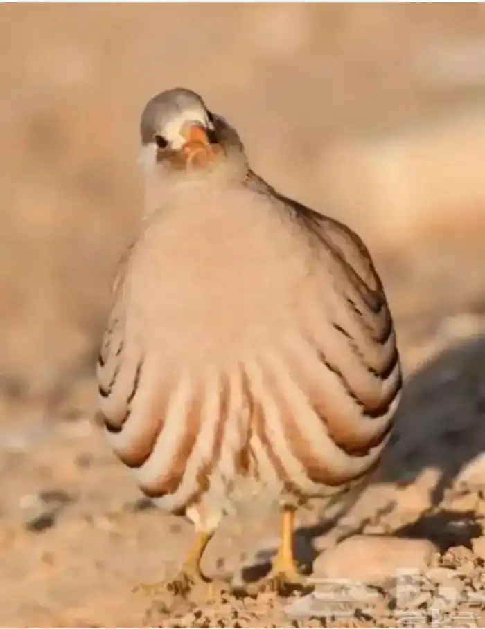 طيور حجل ازواج 2