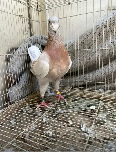 حمام 6