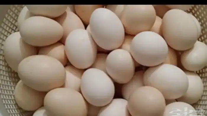 مطلوب بيض مخصب اكثر من50 طبق 0