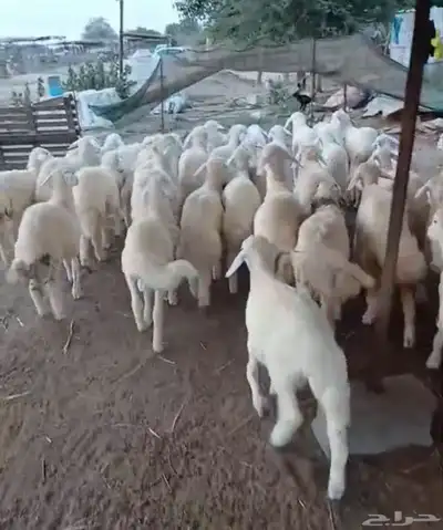 طليان نظيفه تربيه من المراح مقفله شحم 1
