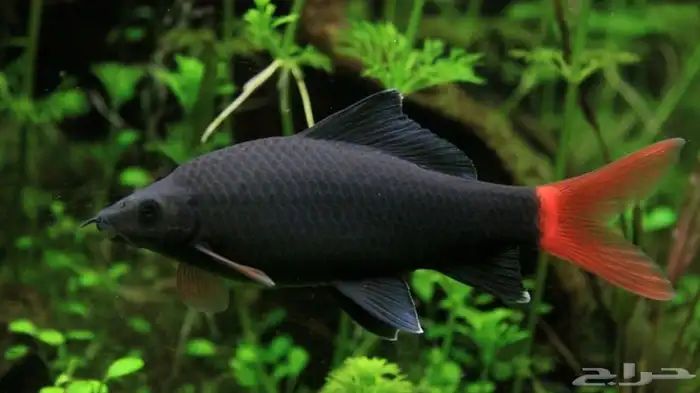 سمكة   Epalzeorhynchos bicolor 1