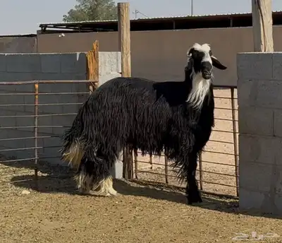 فحل مهجل فاخر رباع 1