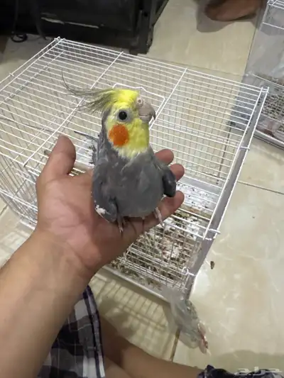 كروان ذكور اليف متكلم 2