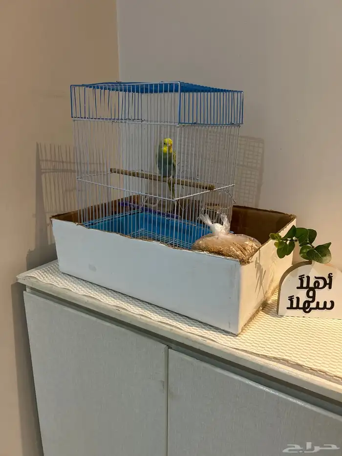 عصفور للبيع مع القفص والاكل 0