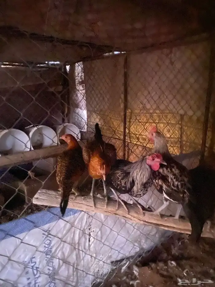 صيصان للبيع 3